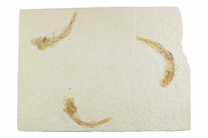 Limestone with Three Fossil Fish (Knightia) - Wyoming #369527